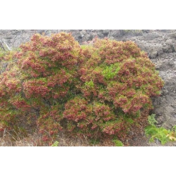 Nasiona Krzew chmielowy Dodonaea szt.3 PWxx96