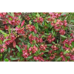 Nasiona Krzew chmielowy Dodonaea szt.3 PWxx96