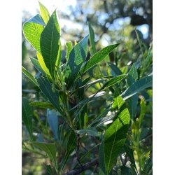 Nasiona Krzew chmielowy Dodonaea szt.3 PWxx96