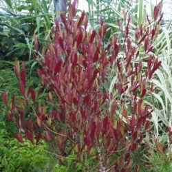 Nasiona Krzew chmielowy Dodonaea szt.3 PWxx96