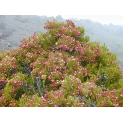 Nasiona Krzew chmielowy Dodonaea szt.3 PWxx96