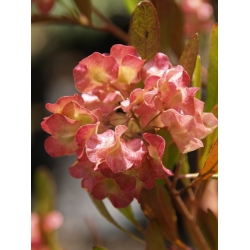 Nasiona Krzew chmielowy fioletowy Dodonaea szt.3 PWxx97