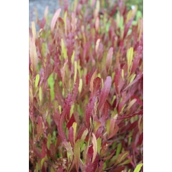 Nasiona Krzew chmielowy fioletowy Dodonaea szt.3 PWxx97