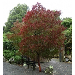 Nasiona Krzew chmielowy fioletowy Dodonaea szt.3 PWxx97