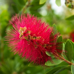 Nasiona Kuflik wierzbowaty czerwony szt.3 PWxx46