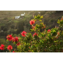 Nasiona Kuflik wierzbowaty czerwony szt.3 PWxx46