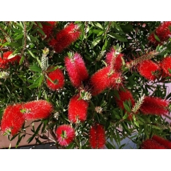 Nasiona Kuflik wierzbowaty czerwony szt.3 PWxx46