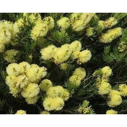 Nasiona Kuflik wierzbowaty żółty szt.3 PWxx47