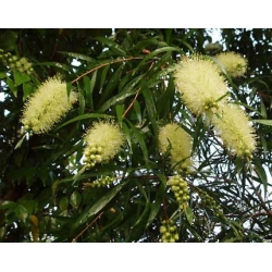 Nasiona Kuflik wierzbowaty żółty szt.3 PWxx47