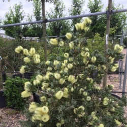 Nasiona Kuflik wierzbowaty żółty szt.3 PWxx47