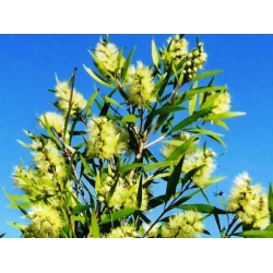 Nasiona Kuflik wierzbowaty żółty szt.3 PWxx47