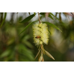 Nasiona Kuflik wierzbowaty żółty szt.3 PWxx47