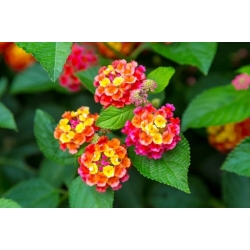 Nasiona Lantana pospolita szt.3 PWxx132
