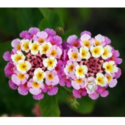 Nasiona Lantana pospolita szt.3 PWxx132
