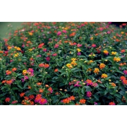 Nasiona Lantana pospolita szt.3 PWxx132