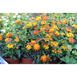 Nasiona Lantana pospolita szt.3 PWxx132