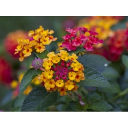 Nasiona Lantana pospolita szt.3 PWxx132