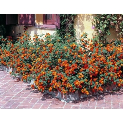 Nasiona Lantana pospolita szt.3 PWxx132