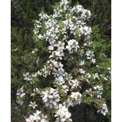 Nasiona Górskie drzewo herbaciane septospermum szt.3 PWxx134