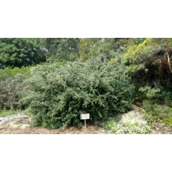 Nasiona Górskie drzewo herbaciane septospermum szt.3 PWxx134