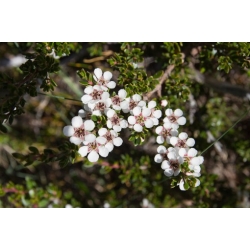 Nasiona Górskie drzewo herbaciane septospermum szt.3 PWxx134