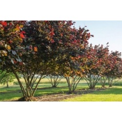 Nasiona Leszczyna pospolita, orzech laskowy szt.3 PWxx72