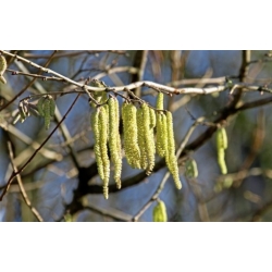 Nasiona Leszczyna pospolita, orzech laskowy szt.3 PWxx72Nasiona Leszczyna pospolita, orzech laskowy szt.3 PWxx72