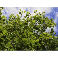 Nasiona Leszczyna pospolita, orzech laskowy szt.3 PWxx72