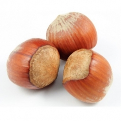 Nasiona Leszczyna pospolita, orzech laskowy szt.3 PWxx72