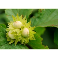 Nasiona Leszczyna pospolita, orzech laskowy szt.3 PWxx72