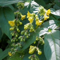 Nasiona Leicesteria piękna leycesteria szt.3 PWxx136