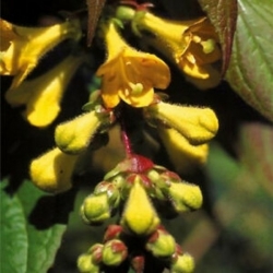 Nasiona Leicesteria piękna leycesteria szt.3 PWxx136