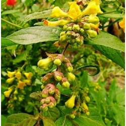 Nasiona Leicesteria piękna leycesteria szt.3 PWxx136