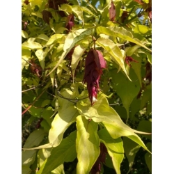 Nasiona Leicesteria piękna złoty liść leycesteria szt.3 PWxx137