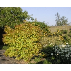 Nasiona Leicesteria piękna złoty liść leycesteria szt.3 PWxx137