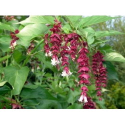Nasiona Leicesteria piękna fioletowa purple rain leycesteria szt.3 PWxx138