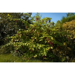 Nasiona Leicesteria piękna fioletowa purple rain leycesteria szt.3 PWxx138