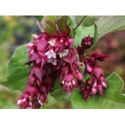 Nasiona Leicesteria piękna fioletowa purple rain leycesteria szt.3 PWxx138