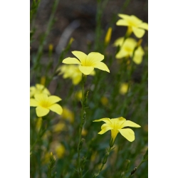 Nasiona Drzewo lniane linum arboreum szt.3 PWxx139