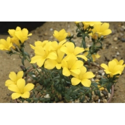 Nasiona Drzewo lniane linum arboreum szt.3 PWxx139