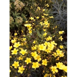 Nasiona Drzewo lniane linum arboreum szt.3 PWxx139