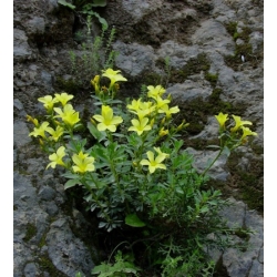 Nasiona Drzewo lniane linum arboreum szt.3 PWxx139