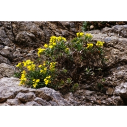 Nasiona Drzewo lniane linum arboreum szt.3 PWxx139