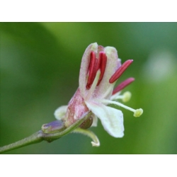 Nasiona Suchodrzew alpejski lonicera szt.3 PWxx141