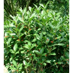 Nasiona Suchodrzew alpejski lonicera szt.3 PWxx141