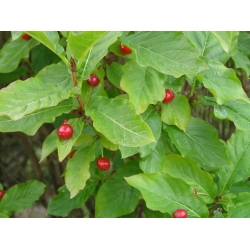 Nasiona Suchodrzew alpejski lonicera szt.3 PWxx141