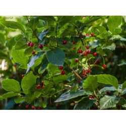 Nasiona Suchodrzew alpejski lonicera szt.3 PWxx141