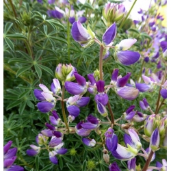 Nasiona Łubin wydmowy lupinus szt.3 PWxx143