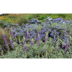 Nasiona Łubin wydmowy lupinus szt.3 PWxx143