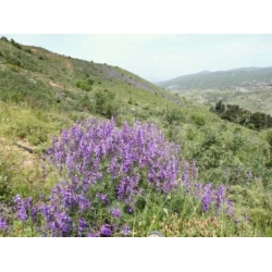 Nasiona Łubin wydmowy lupinus szt.3 PWxx143